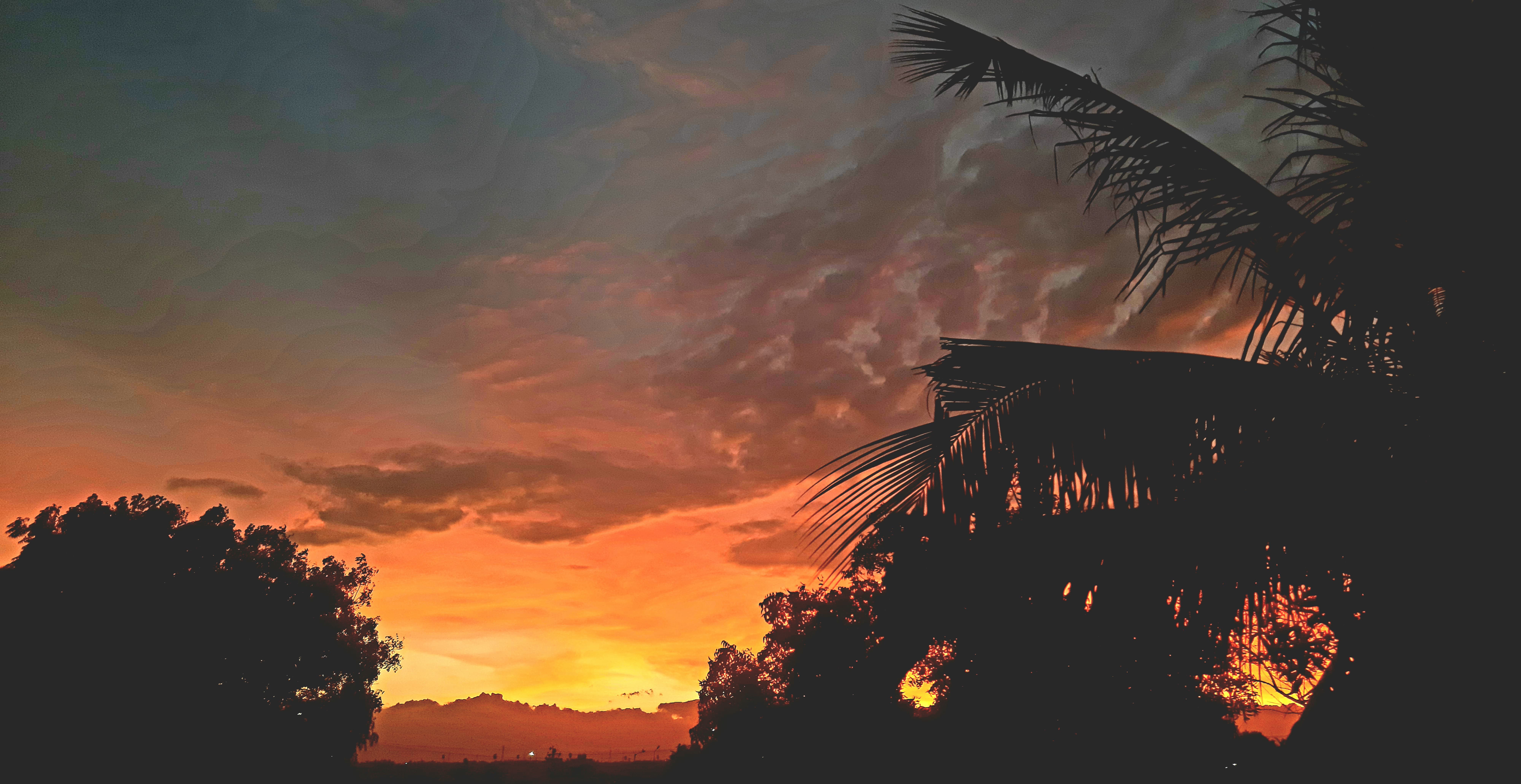 Trees against the sunset